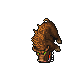 Boar